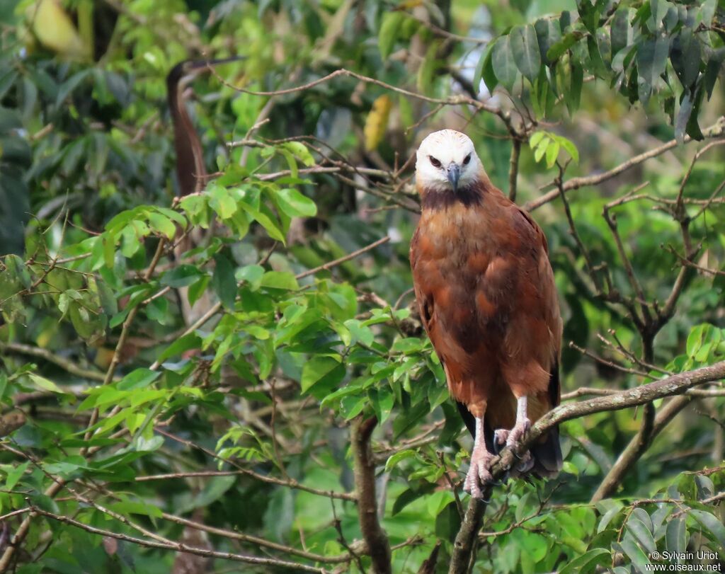 Black-collared Hawkadult