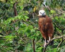 Black-collared Hawk