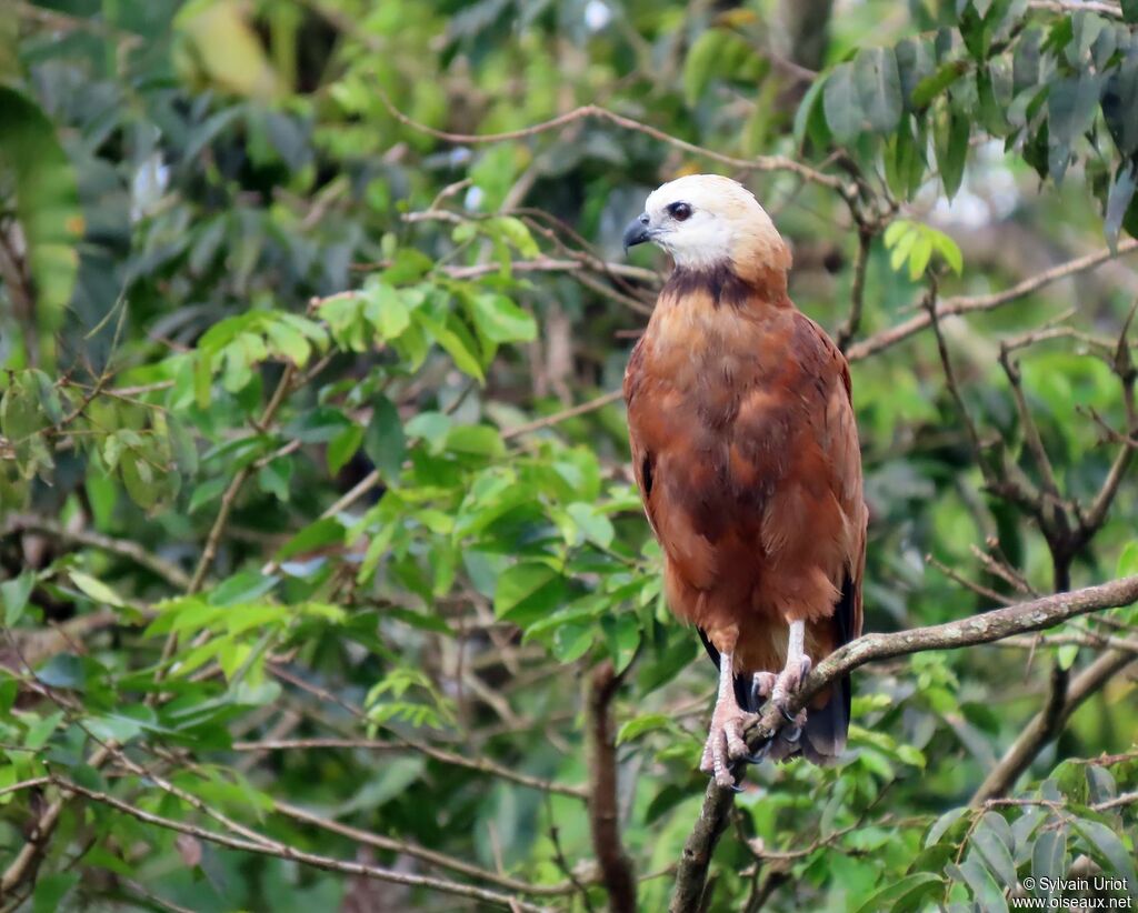 Black-collared Hawkadult