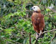 Black-collared Hawk