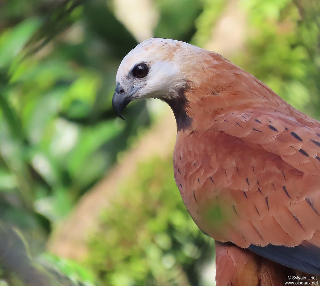 Black-collared Hawkadult