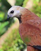 Black-collared Hawk