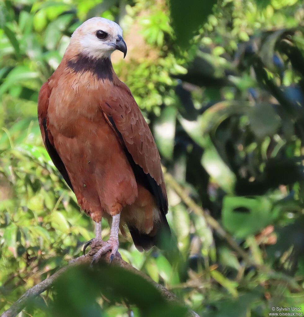 Black-collared Hawkadult