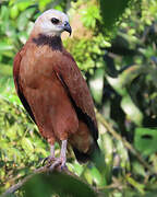 Black-collared Hawk