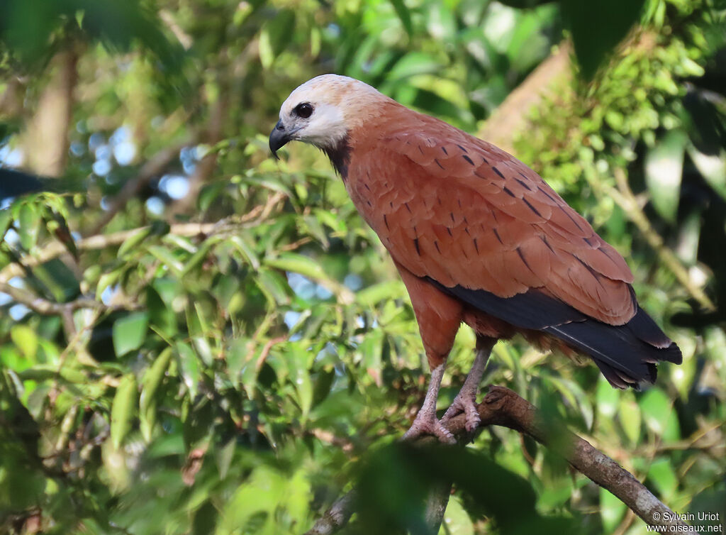 Black-collared Hawkadult