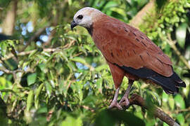 Black-collared Hawk