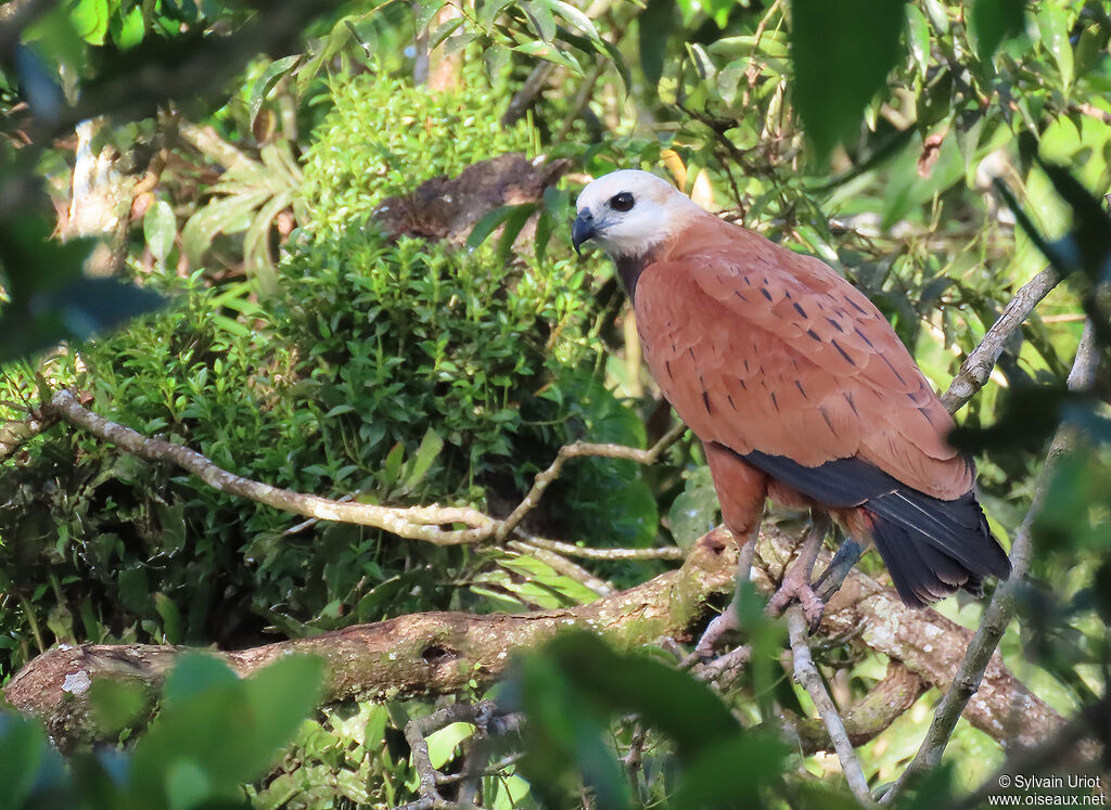 Black-collared Hawkadult