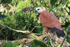 Black-collared Hawk