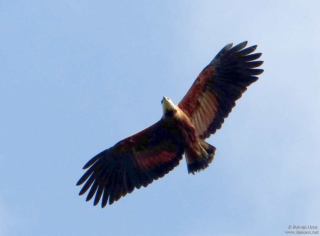 Black-collared Hawkadult