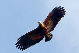 Black-collared Hawk