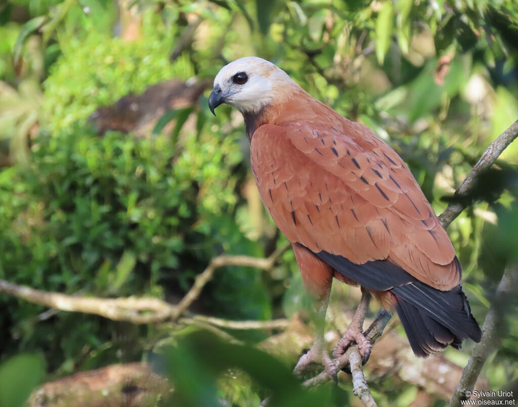 Black-collared Hawk