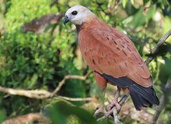 Black-collared Hawk