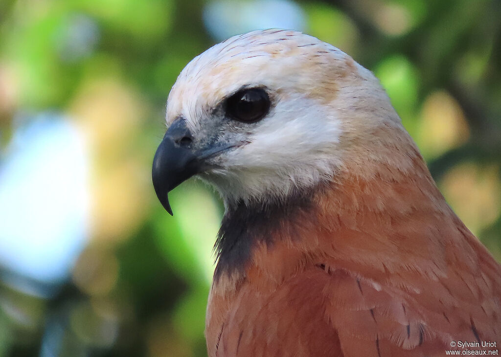 Black-collared Hawkadult