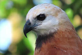 Black-collared Hawk