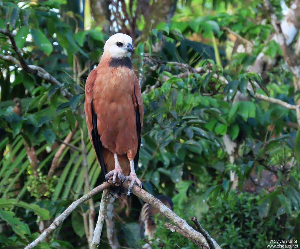 Black-collared Hawkadult