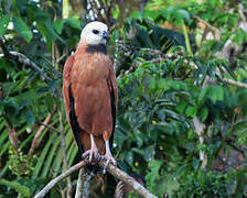 Black-collared Hawk