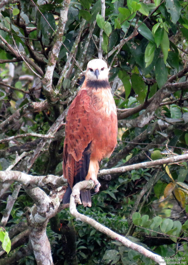 Black-collared Hawkadult