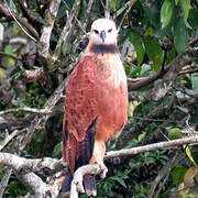 Black-collared Hawk