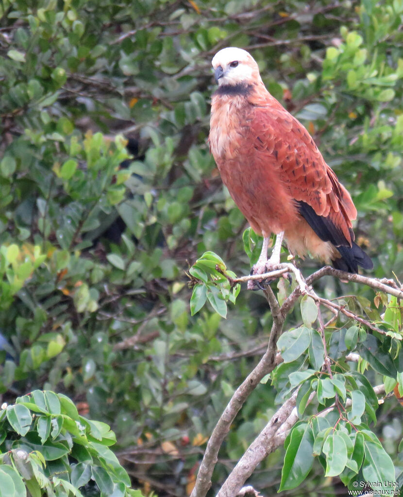 Black-collared Hawkadult