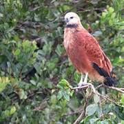 Black-collared Hawk