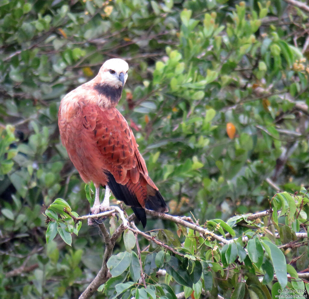 Black-collared Hawkadult