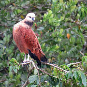 Black-collared Hawk