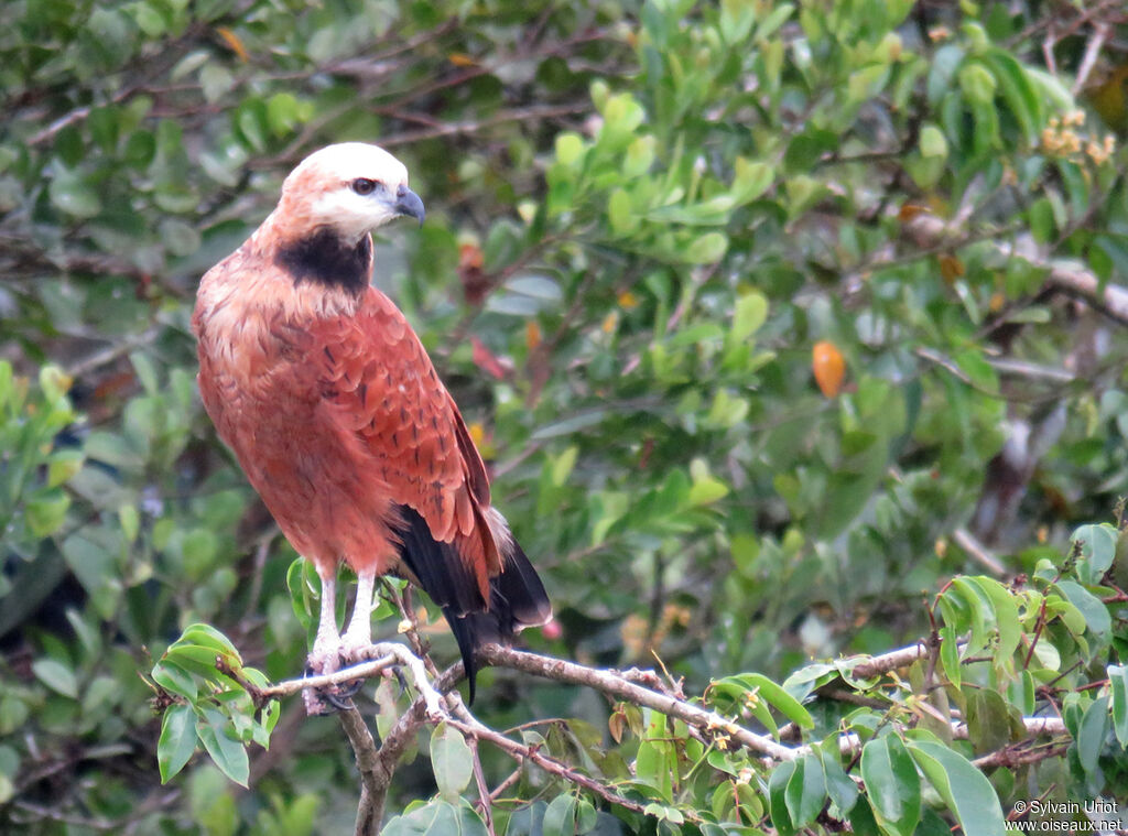 Black-collared Hawkadult