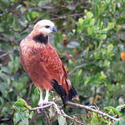 Black-collared Hawk