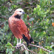 Black-collared Hawk