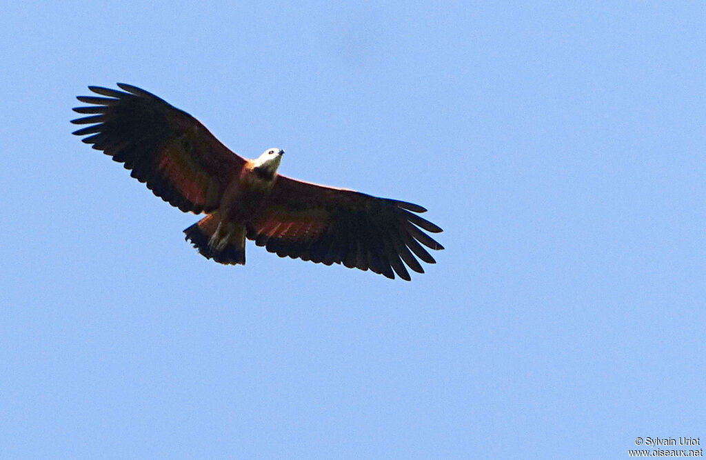 Black-collared Hawkadult