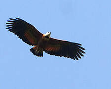 Black-collared Hawk