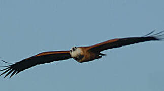 Black-collared Hawk