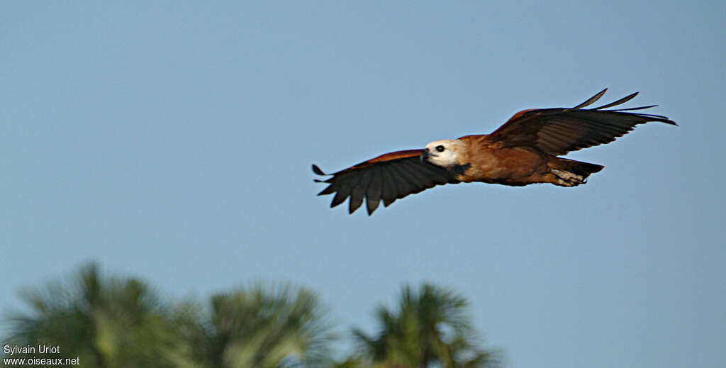 Black-collared Hawkadult, Flight