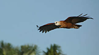 Black-collared Hawk