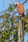 Black-collared Hawk