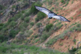 Black-chested Buzzard-Eagle