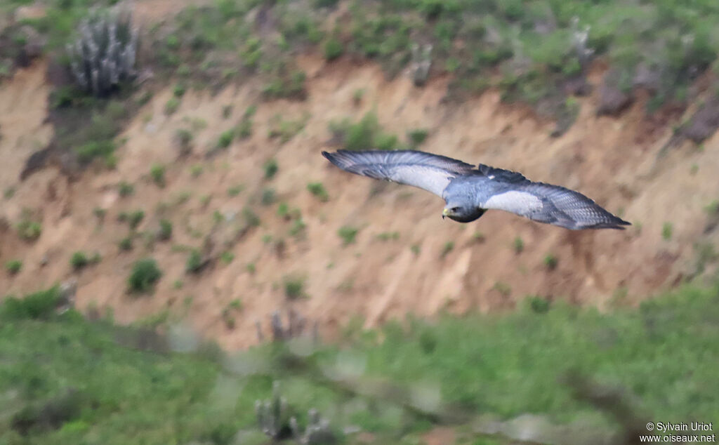 Black-chested Buzzard-Eagleadult