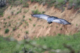 Black-chested Buzzard-Eagle