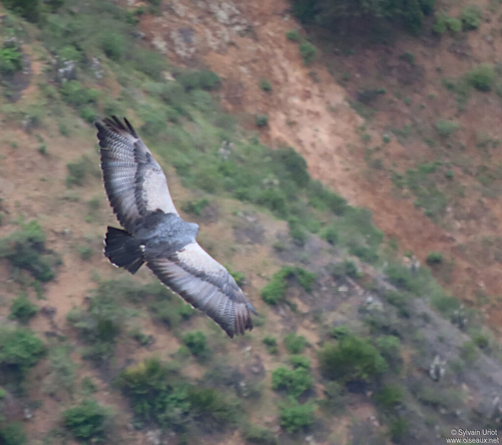 Black-chested Buzzard-Eagleadult