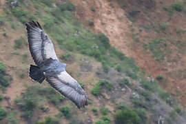 Black-chested Buzzard-Eagle