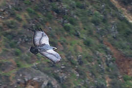 Black-chested Buzzard-Eagle