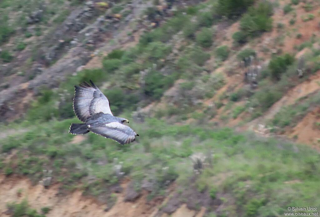 Black-chested Buzzard-Eagleadult