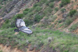 Black-chested Buzzard-Eagle