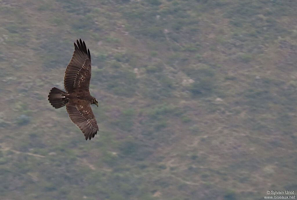 Black-chested Buzzard-Eaglejuvenile