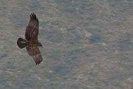 Black-chested Buzzard-Eagle