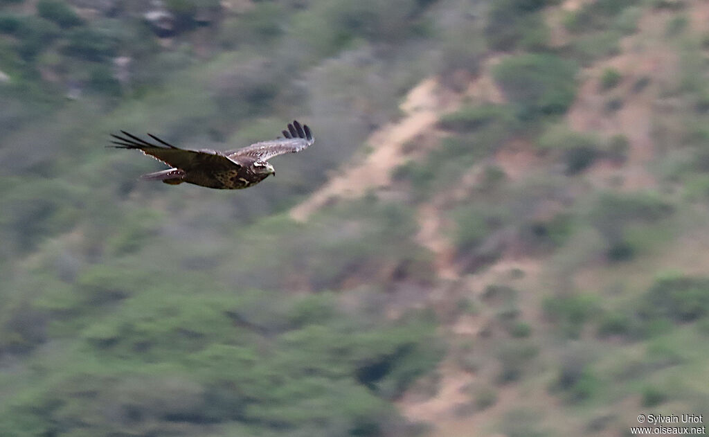 Black-chested Buzzard-Eaglejuvenile