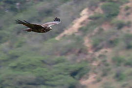 Black-chested Buzzard-Eagle