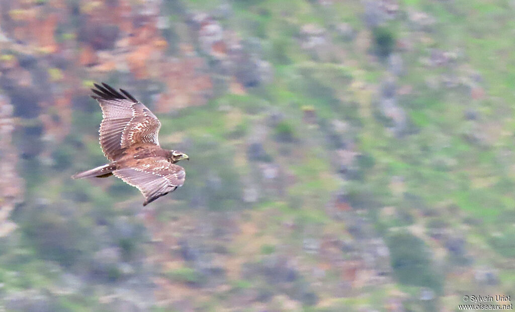 Black-chested Buzzard-Eagleimmature