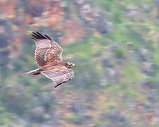 Black-chested Buzzard-Eagle