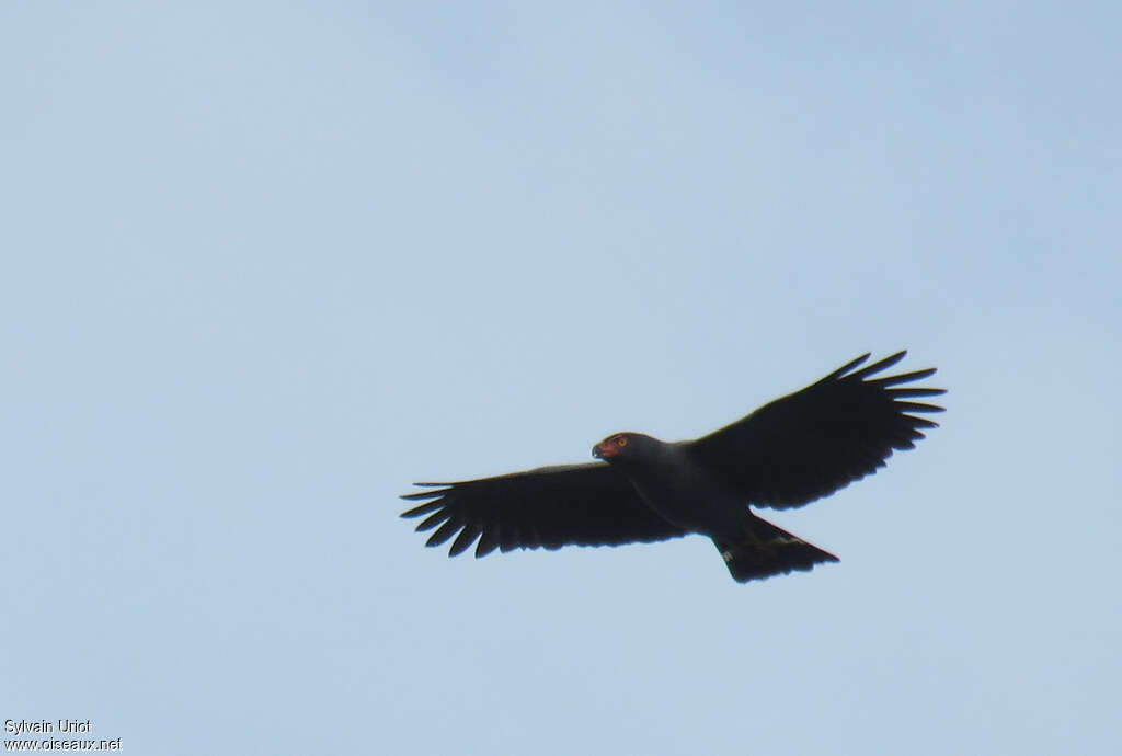 Slate-colored Hawkadult, Flight